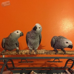 Well tamed African grey parrots