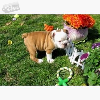 Well trained English Bulldogs Puppies For Sale