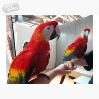 Whatsapp:+63-945-546-4913 macaw parrots Gotland
