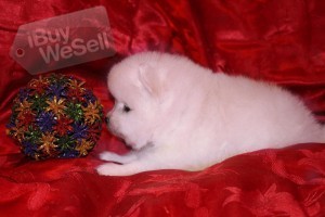 White and Cream Gorgeous Pomeranian Boy and Girl for sale
