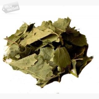 Wholesale of Birch leaves