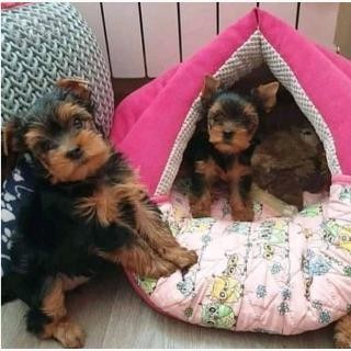 Yorkie puppies for sale (England ) Blackpool