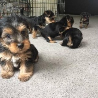 Yorkshire terriers with pedigree males