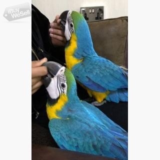 blue and gold macaw parro