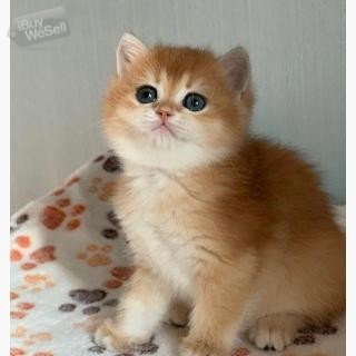 british shorthair kittens for sale near me