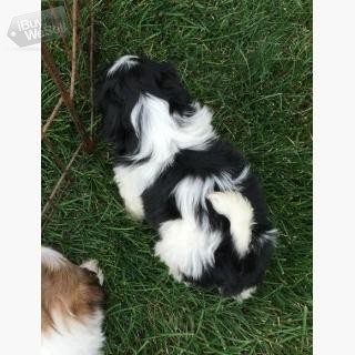 dorable Shih Tzu Puppy's...whatsapp me at: + Contact me 