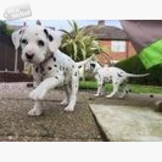 lovely male and female Dalmations Puppies