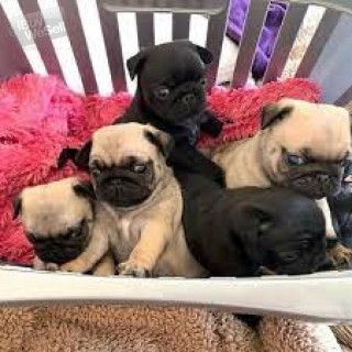 pug puppies for adoption