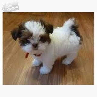 shitzu puppies  for  adoption
