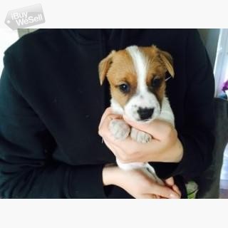 valfritt White Shortlegs Jack Russell Puppies just In Time