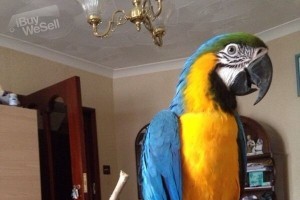 well tamed and talking macaw parrots