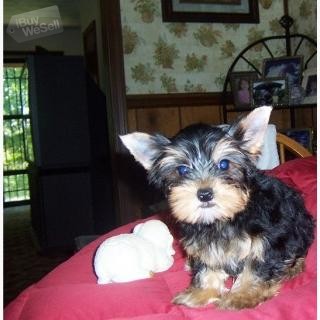 yorkshire Terrier Puppies...whatsapp me at: + Contact me 